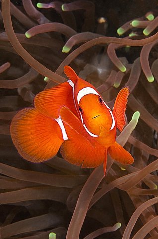 245_Nemo_Tema Libero